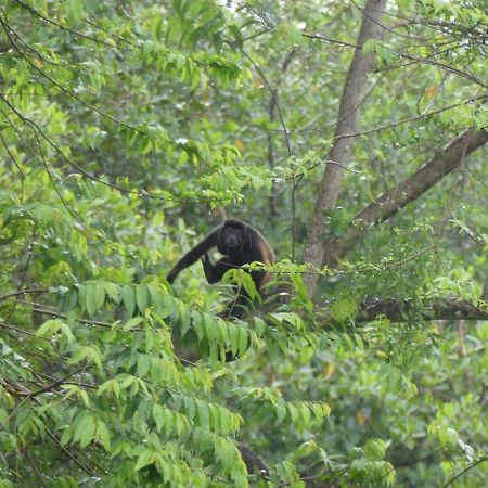Panama Eco Resort Tierra Oscura Ngoại thất bức ảnh
