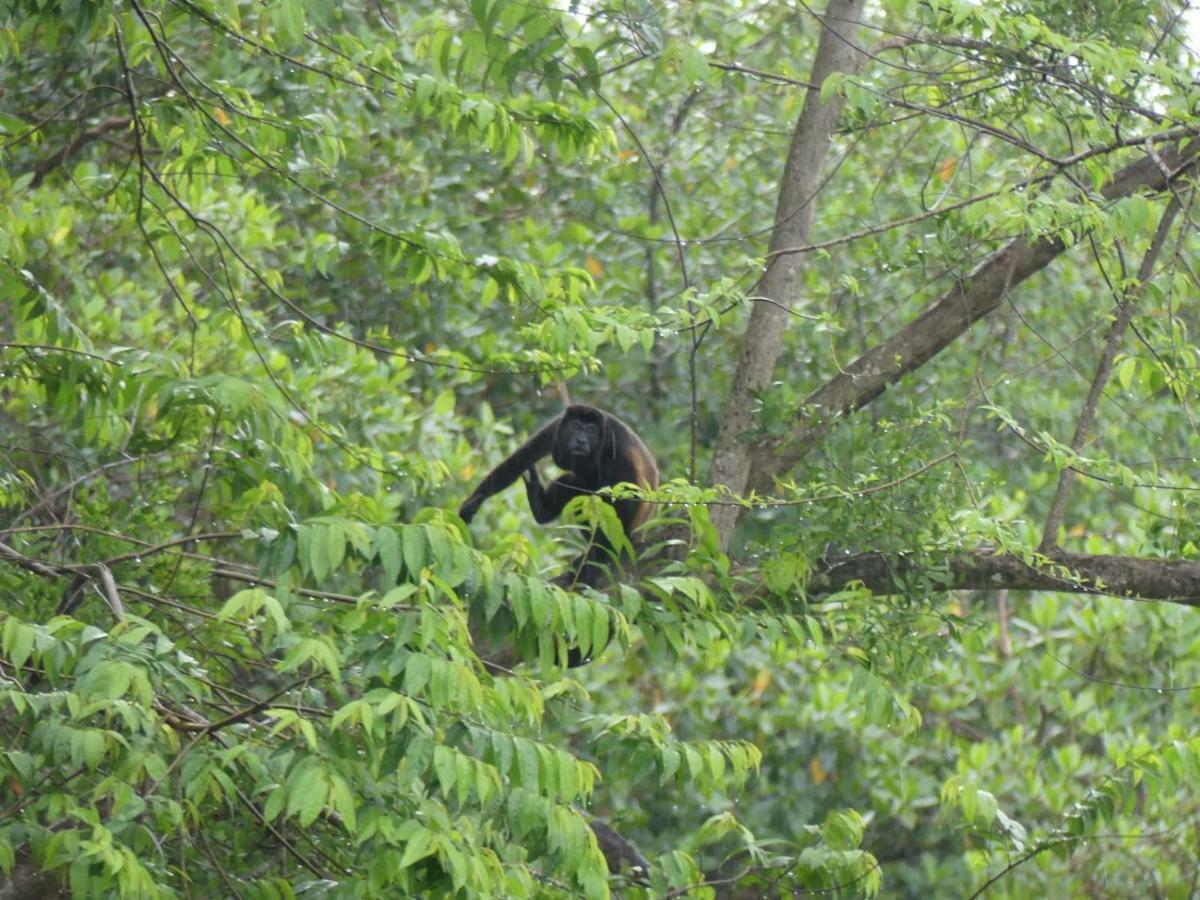 Panama Eco Resort Tierra Oscura Ngoại thất bức ảnh